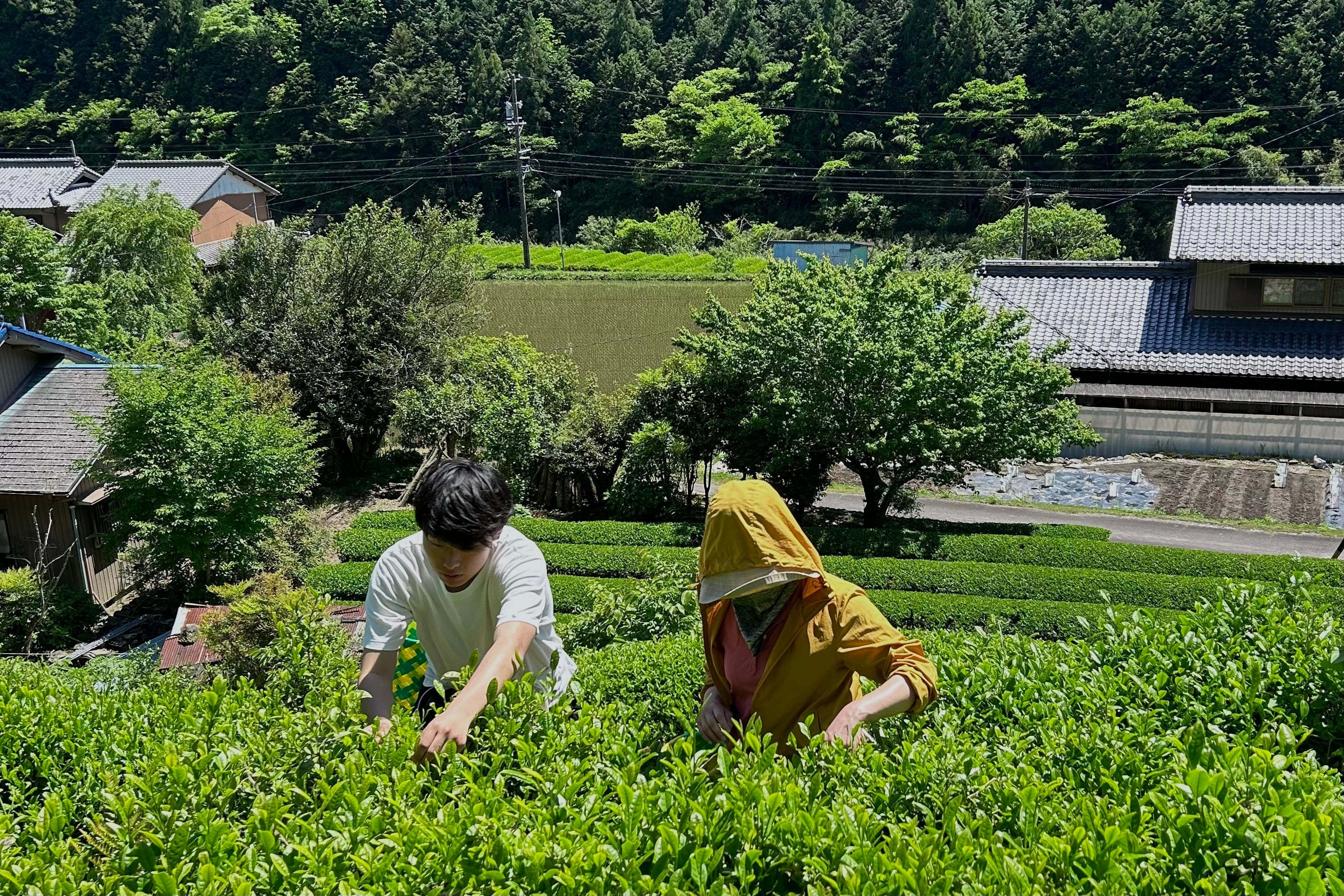 東白川村の茶と紙にまつわる素材が並ぶ様子